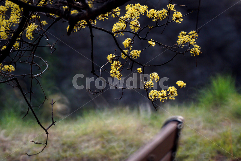산슈유,봄,노랑,축제,감성,봄,계절,spring,season,식물,자연,plants,nature,꽃,flower