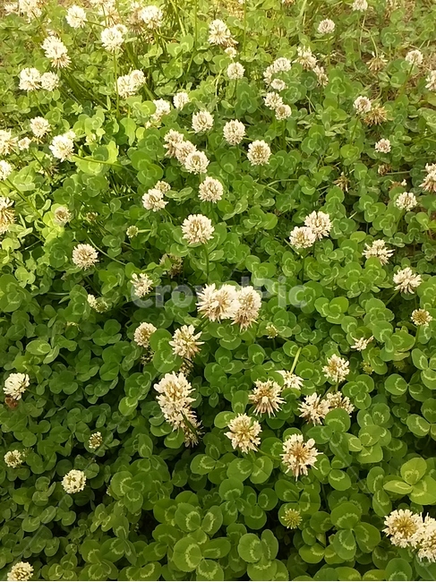 토끼풀,토끼꽃,들꽃,들풀,꽃,식물,자연,plants,nature,꽃,flower