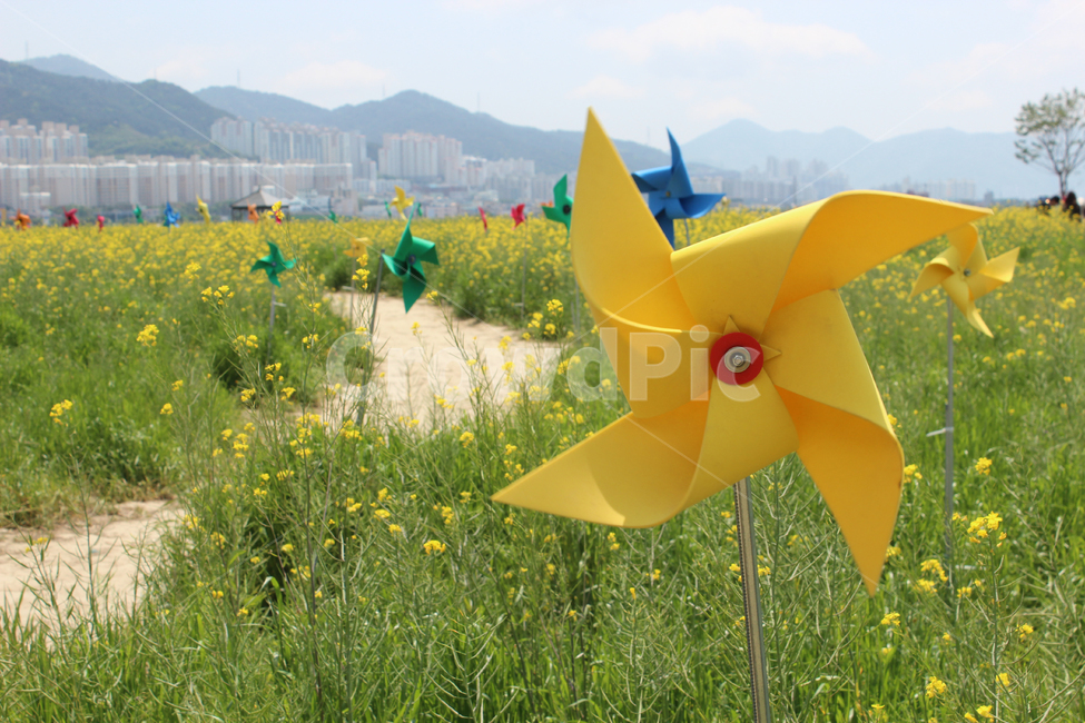 부산,유채꽃,풍경,노랑,꽃,대저,생태공원
