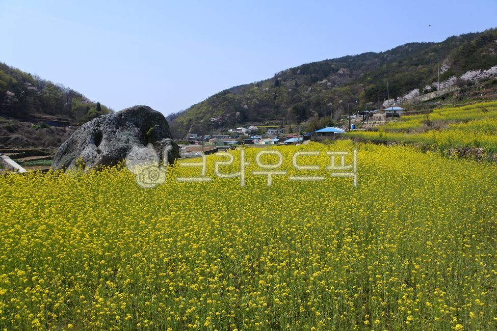 유채꽃,남해,두모마을,봄꽃,봄날,namhae,rapeblossoms,꽃,flower,nature,자연,field,들,봄,시골의,rural,옥외,outdoors