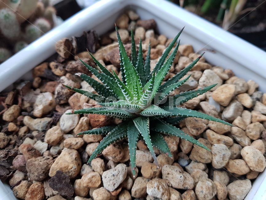 plant,식물,보타닉,green,다육식물,식물,자연,plants,nature