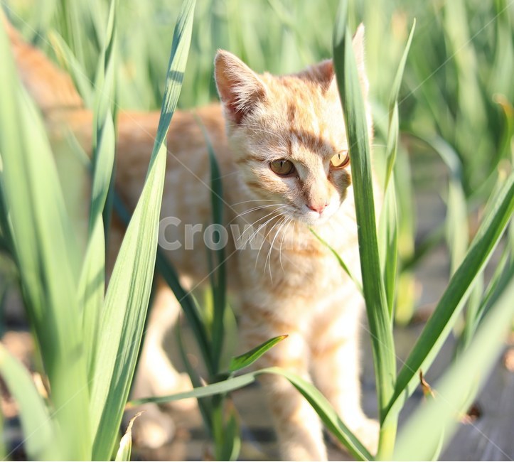 고양이,동물,cat,자연,시골냥,동물,animal,포유류,mammal,고양이,cat,kitten,kitty,감성,sensible,feeling,휴식,힐링,rest,relaxation,healing