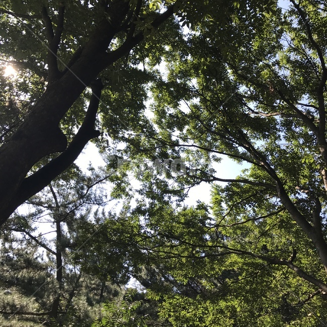 나무,하늘,tree,자연,nature,자연,풍경,nature,landscape,tree trunk,나무 줄기,plant,식물