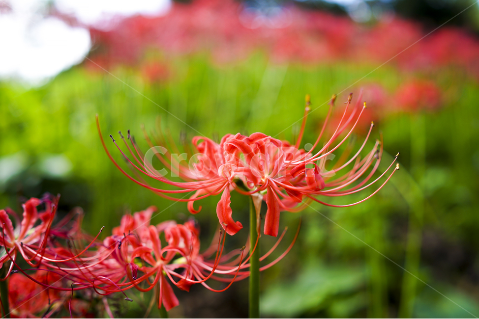 산야초,꽃무릇,꽃,빨강,매크로,식물,자연,plants,nature,꽃,flower
