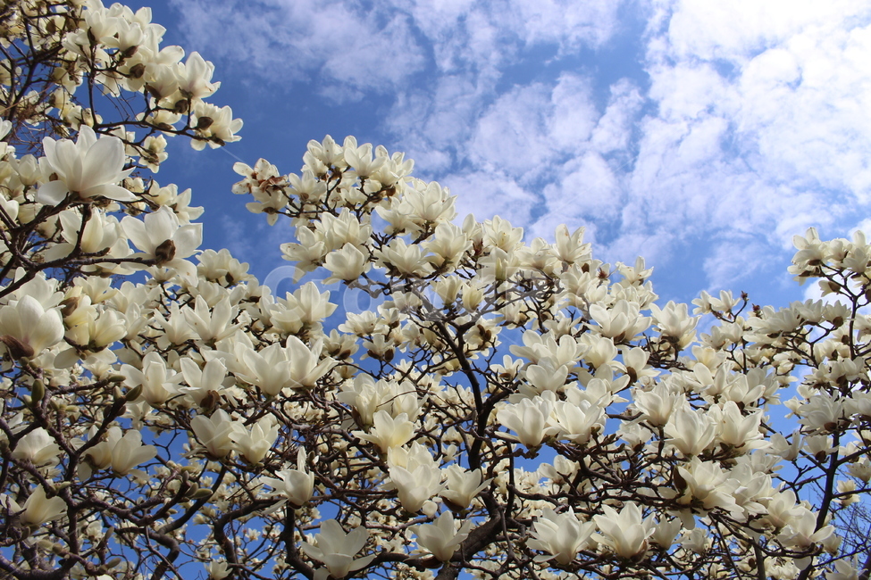 봄,목련,봄꽃,하늘,맑음,하얀꽃,꽃,식물,봄,계절,spring,season,식물,자연,plants,nature,꽃,flower