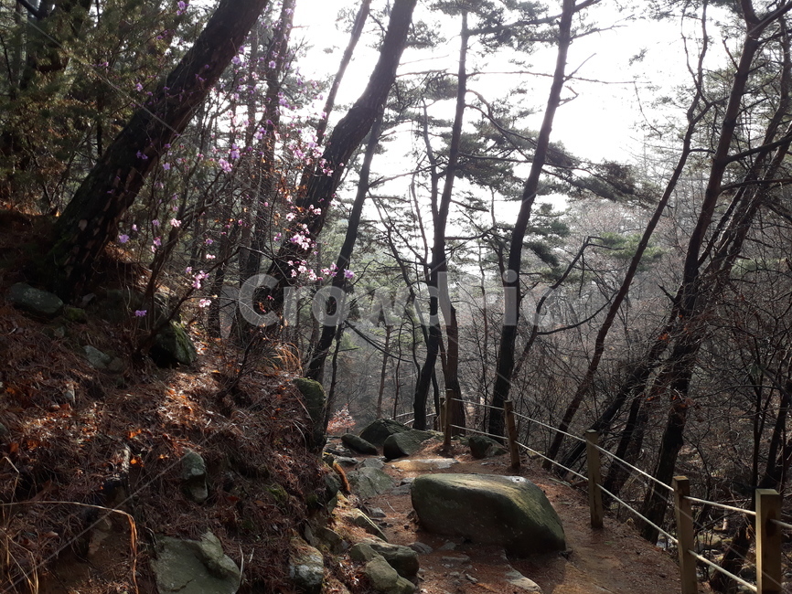 산,진달래,등산,봄비,보라색