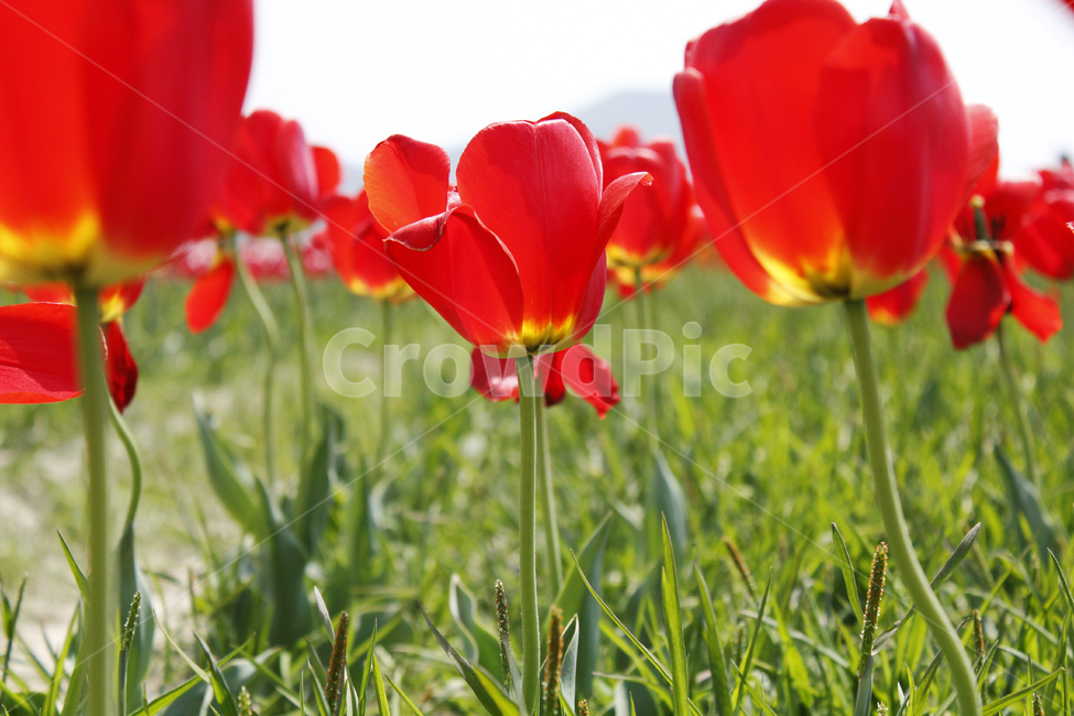 자연,풍경,꽃,튤립,flower,tulip,꽃밭,식물,자연,plants,nature,꽃,flower