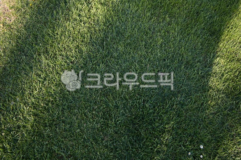 풀,잔디밭,새싹,햇살,햇빛,잔디,초록,그린,그림자,자연,항공뷰