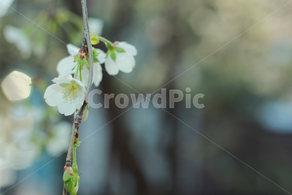 꽃,봄꽃,식물,flower,spring,봄,계절,spring,season,식물,자연,plants,nature,꽃,flower,plant