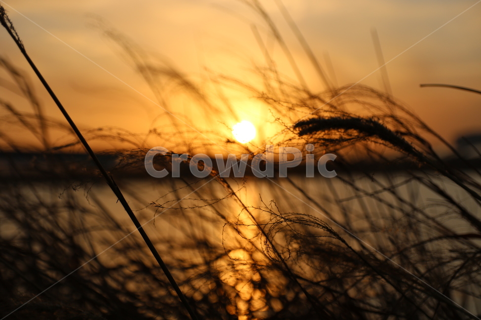 노을,갈대,강,저녁,감성,가을,계절,fall,autumn,season,grass,잔디,plant,식물,light,빛,flare,플레어,sunlight,햇빛,nature,자연
