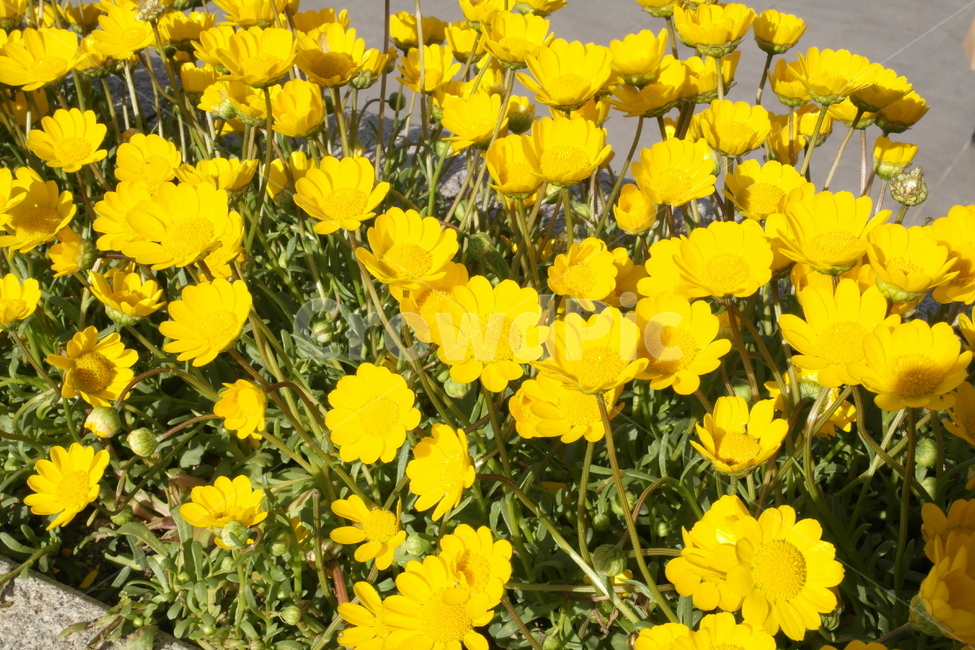 꽃,봄,식물,색감,flower