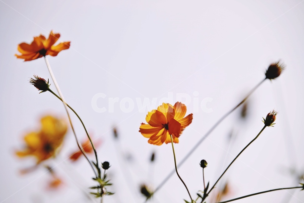 코스모스,황화코스모스,mexicanaster,cosmos,꽃,flower,가을,계절,fall,autumn,season,식물,자연,plants,nature,꽃,flower,blossom,petal,꽃잎,plant