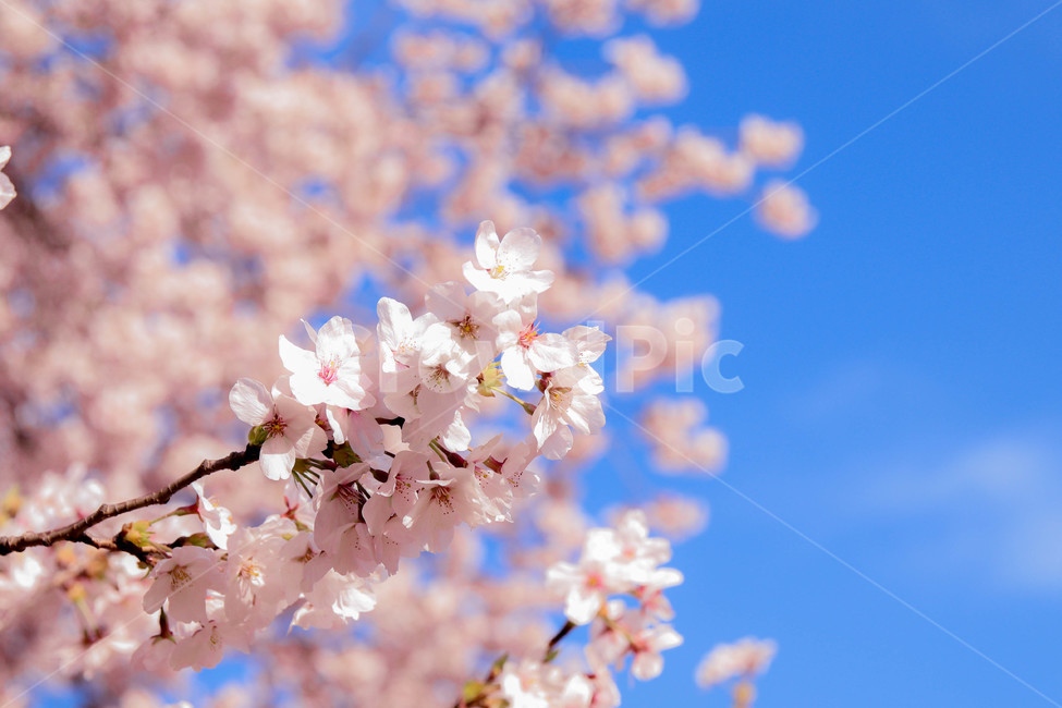 봄,벚꽃,꽃,봄꽃,분홍,나무,자연,flower,blossom,cherryblossom,하늘