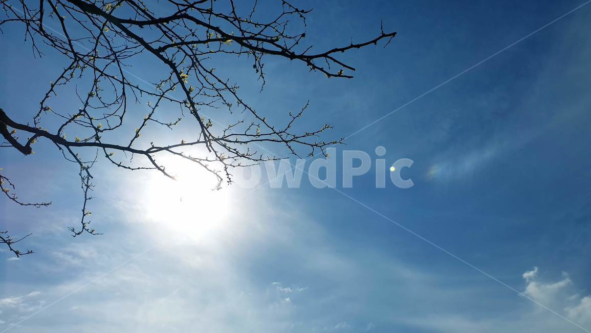 하늘,나무,햇살,해,맑음,맑은,구름,오후,하늘색,푸른,자연,sky,tree,sun,shine,light,rays,clouds,afternoon,blue,nature