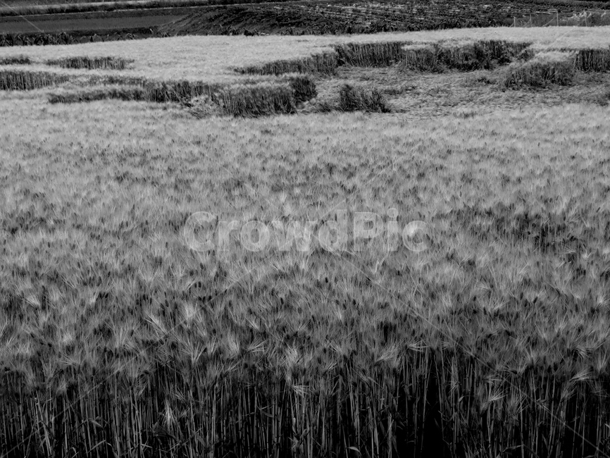 보리밭,농작물,풍경,식물,수확,가을,흑백,모노톤,monochrome,black and white