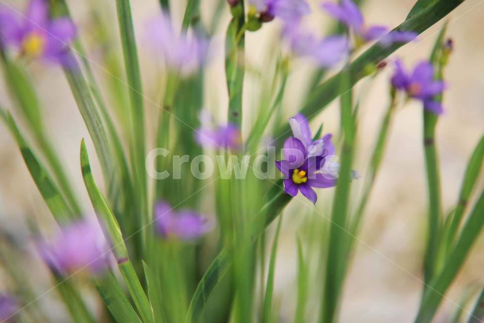 식물,꽃,plant,blossom,flower