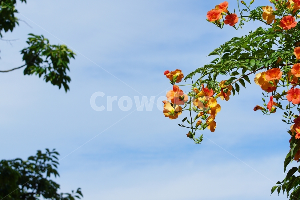 꽃,하늘,풍경,배경화면,능소화,자연,풍경,nature,landscape,plant,식물