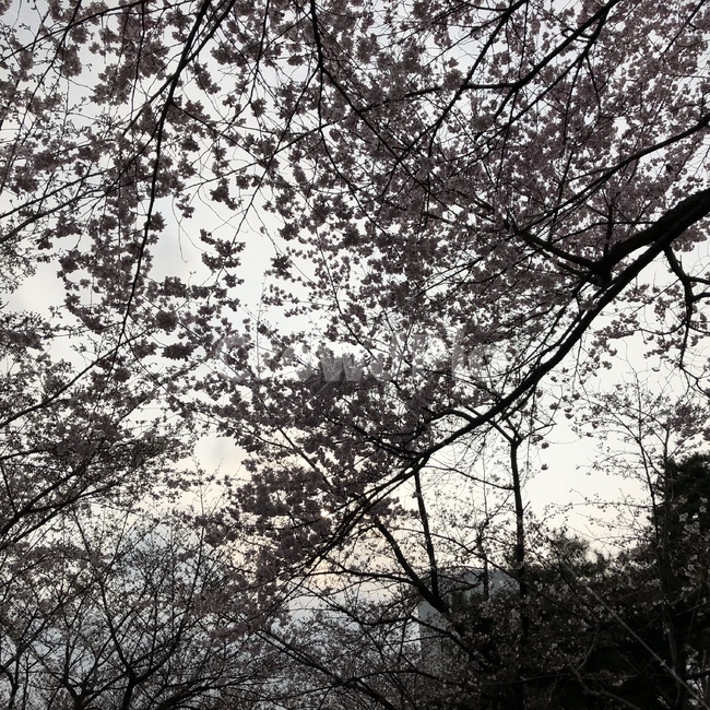 plant,식물,tree,나무,벚꽃,꽃