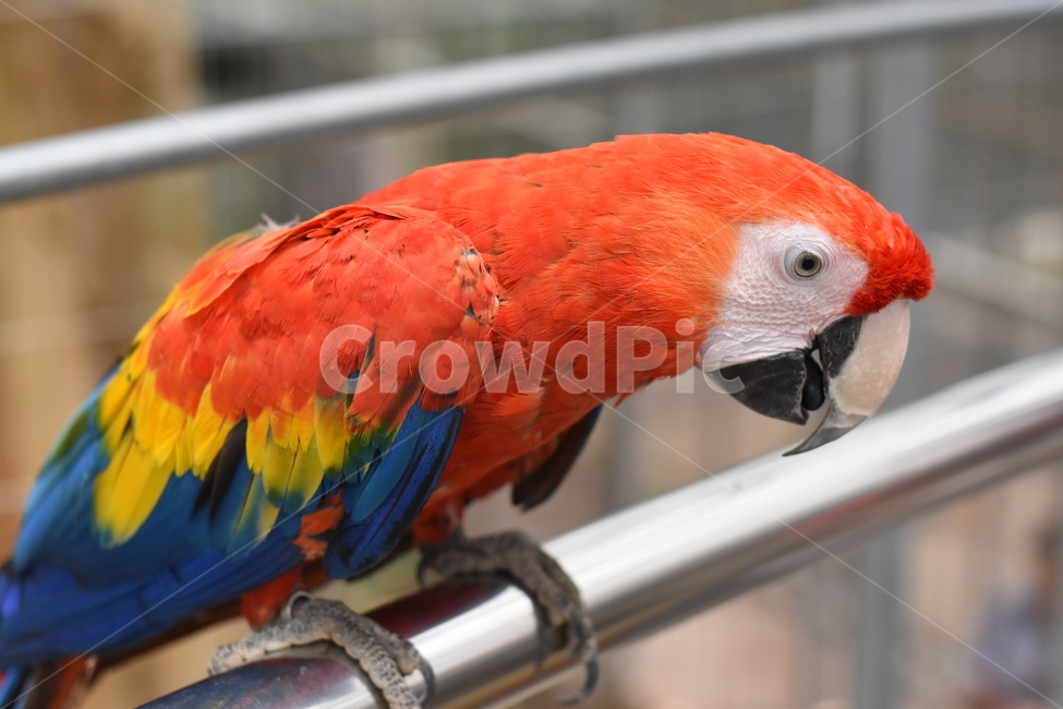 앵무새,조류,동물원,새,동물,예쁜새,동물,animal,조류,새,birds