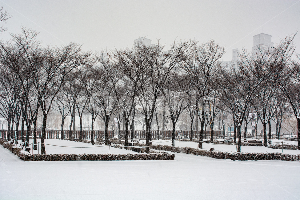 눈발,백설,눈길,흰눈,겨울풍경,겨울,계절,winter,season,식물,자연,plants,nature,나무,trees,wood
