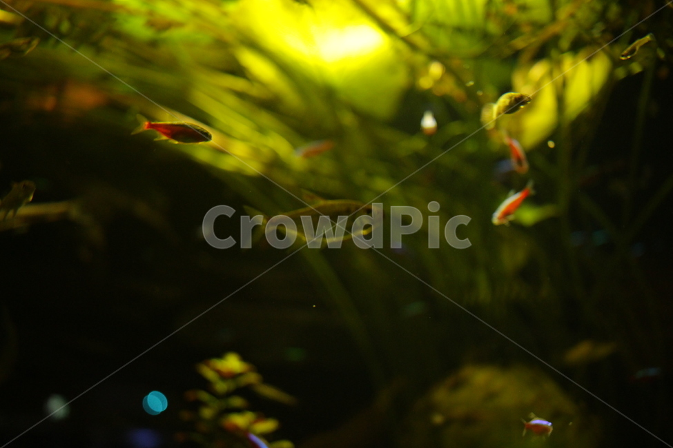 물고기,수족관,수서생물,fish,열대어,동물,animal,어류,물고기,fish