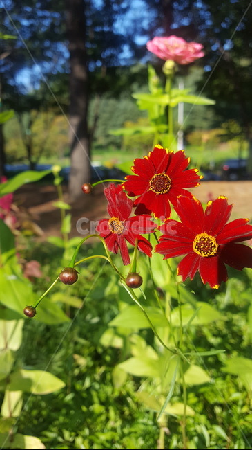 식물,자연식물,꽃,붉은꽃,꽃잎,식물,자연,plants,nature,꽃,flower