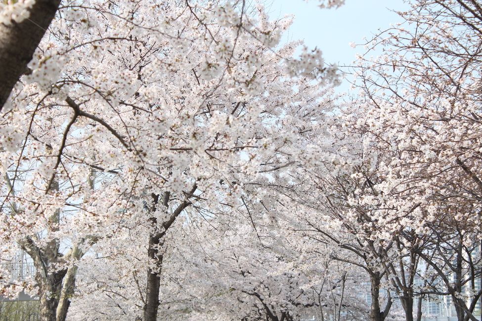 벚꽃,봄풍경,꽃,사쿠라,풍경,봄,봄,계절,spring,season,식물,자연,plants,nature,꽃,flower,건축물,건물외관,exterior,building,structure,architecture,construction,plant,blossom