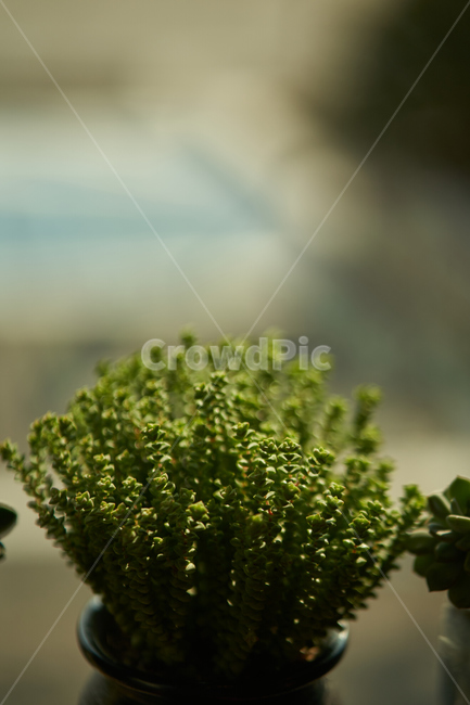 다육이,식물,화분,plant,botanical,식물,자연,plants,nature,실내용화초,화분,화초,house plant