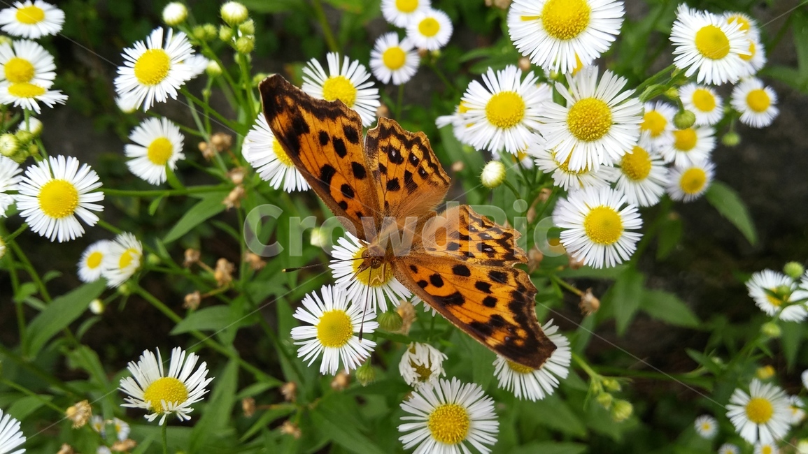 나비,곤충,개망초,꽃,식물,들꽃,자연,butterfly,insectlife,gaemangcho,flower,plants,nature,식물,자연,plants,nature,꽃,flower,동물,animal,곤충,벌레,insect,bug