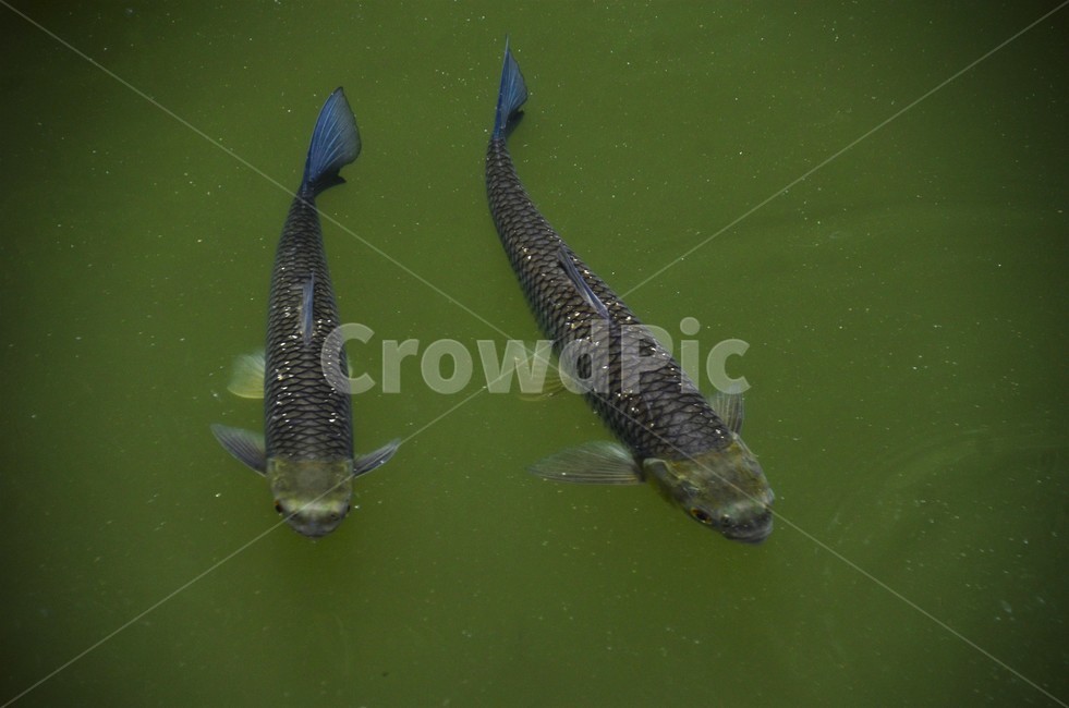 눈불개,잉엇과,민물고기,한강,금강,구드레나루,동물,animal,어류,물고기,fish
