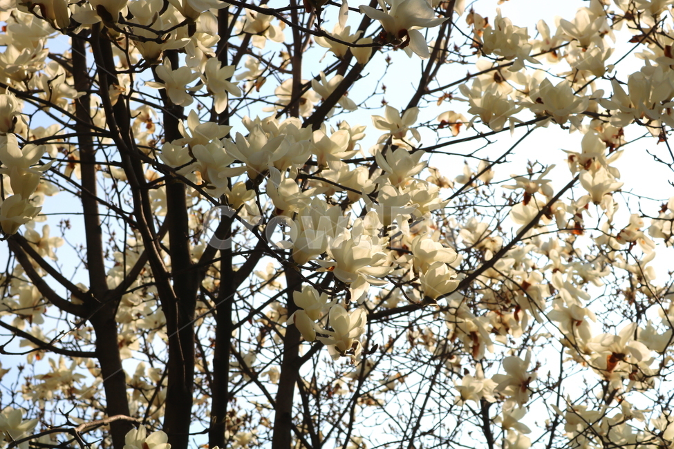 목련,꽃,목련꽃,나무,식물,흰꽃,봄,자연,식물,자연,plants,nature,꽃,flower