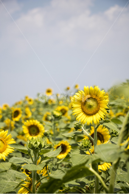 해바라기,식물,꽃,여름꽃,배경,풍경,자연,환경,꽃봉오리,잎,꽃잎,꽃밭,접사,근접,여름,야외,파란하늘,맑은하늘,식물,자연,plants,nature,꽃,flower