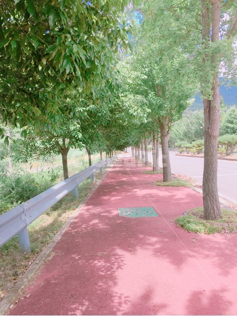 길,road,인도,보도,가로수,산책로
