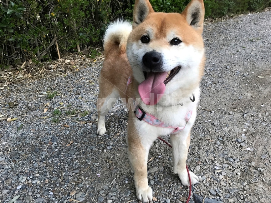 강아지,개,시바견,시바,시바이누,shiba,shibainu,스마일,웃음,smile,동물,animal,포유류,mammal,개,강아지,dog,doggy