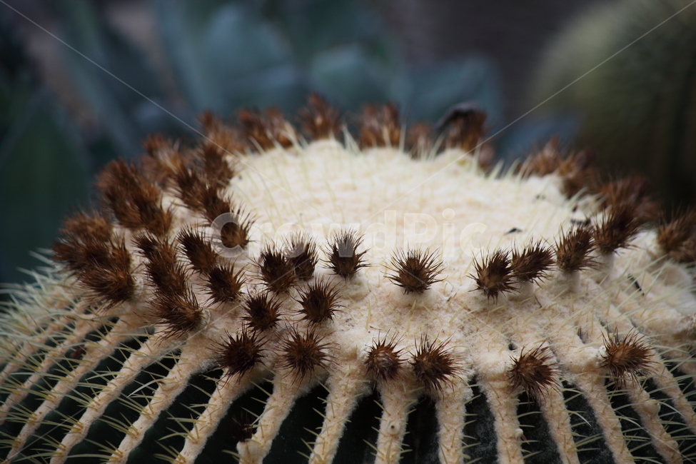 금호선인장,황금술통선인장,꽃,온실,goldenbarrelcactus,식물,자연,plants,nature