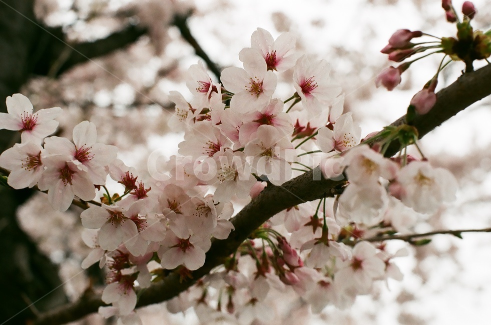 벚꽃,벚나무,cherryblossom,봄,4월,꽃,식물,자연,꽃잎,나무,sakura,spring,flower,계절,봄,계절,spring,season,식물,자연,plants,nature,꽃,flower,plant,blossom,cherry blossom