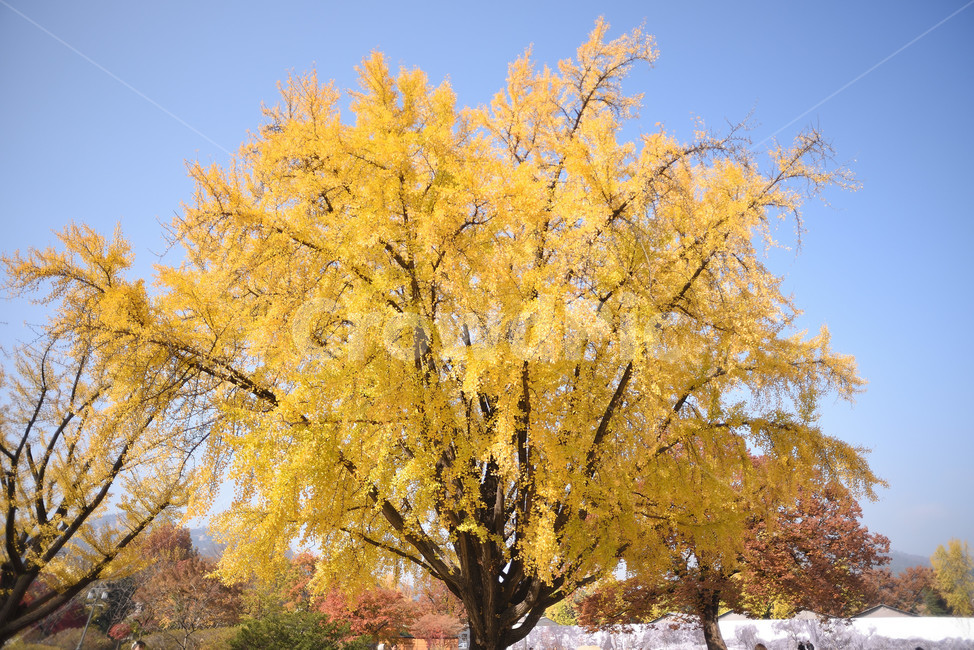은행나무,나무,단풍,식물,tree,가을,계절,fall,autumn,season