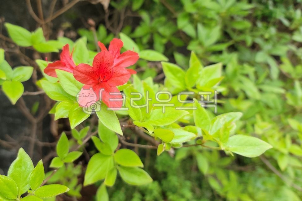 영산홍,연산홍,철쭉,봄꽃,식물,진달래과,자산홍,flower,꽃,leaf,petal,꽃잎