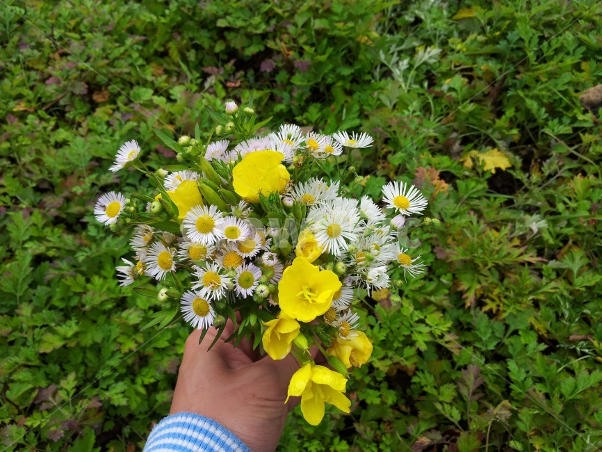 꽃,들꽃,산,풍경,자연,식물,자연,plants,nature,꽃,flower,사람,인물,인간,human,person,신체일부,몸,body