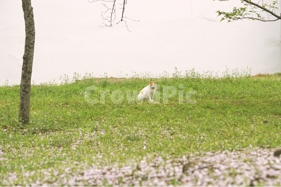 봄,벚꽃,고양이,풍경사진,감성사진,나무,잔디,꽃잎,Landscape,spring,cherryblossoms,cat,tree,flowerleaf,grass,sensitivity,봄,계절,spring,season,동물,animal,포유류,mammal,고양이,cat,kitten,kitty,nature,자연,grassland,목초지,outdoors,옥외,field,들