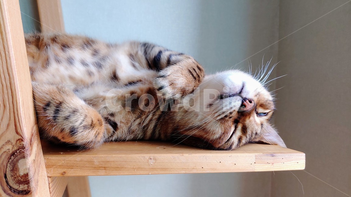 뱅갈고양이,고양이,반려묘,bengalcat,cat,동물,animal,포유류,mammal,고양이,cat,kitten,kitty
