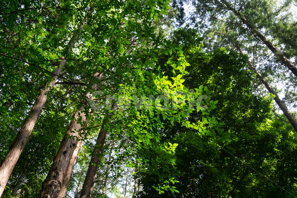 나무,숲,자연,빛,생명,희망,나무껍질,자연,풍경,nature,landscape,plant,식물,tree