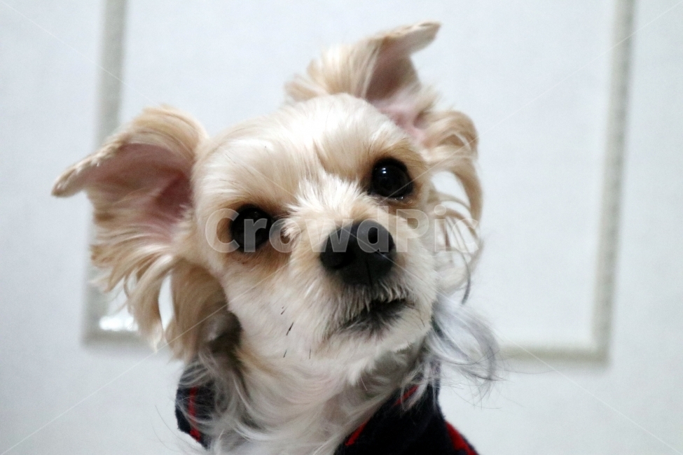 강아지,개,dog,요크셔테리어,애견,애완동물,동물,동물,animal,포유류,mammal,개,강아지,dog,doggy