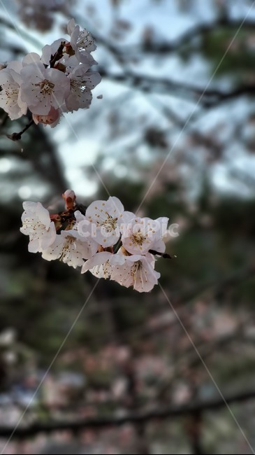 plant,식물,flower,꽃,벚꽃