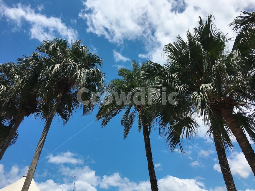야자수,햇빛,light,빛,sunlight,하늘,여름,뜨거움,tree,arecaceae,summer,나무,sky,식물,자연,plants,nature,나무,trees,wood