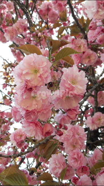 꽃,벗꽃,봄,흐드러진,예쁜,봄,계절,spring,season,식물,자연,plants,nature,꽃,flower,plant,blossom,cherry blossom,벚꽃