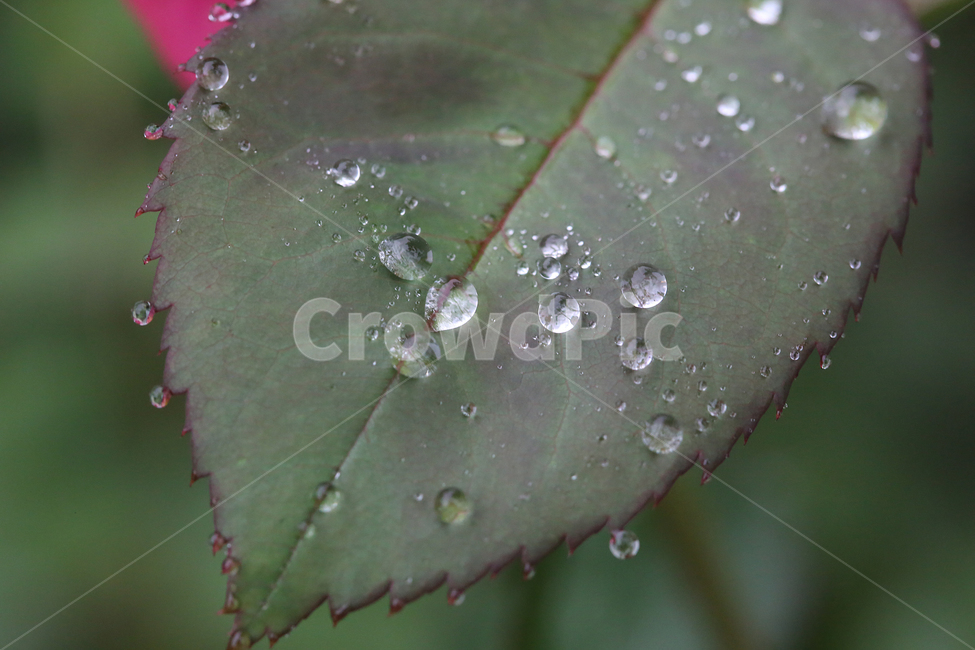 빗방울,raindrop,나뭇잎,물방울,leaf,waterdrop,식물,자연,plants,nature
