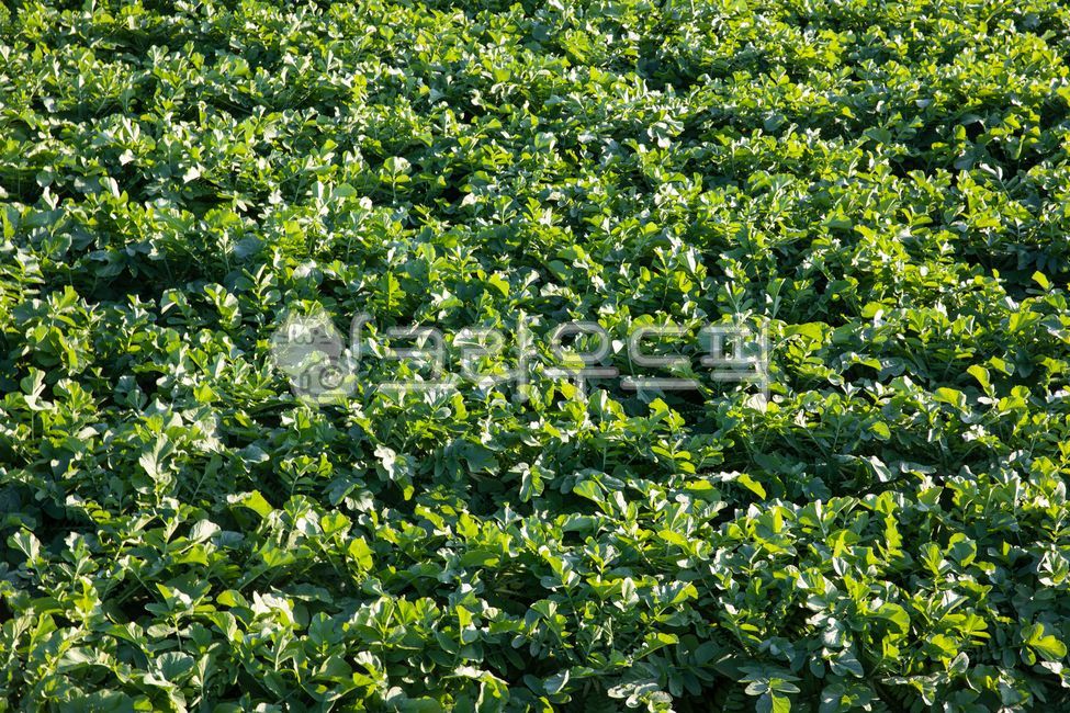 무우밭,무우,무우김치,무우농장,김치,김장,농장,채소,식품,시골풍경,농촌풍경,밭,들,음식,반찬,자연,풍경,식물,가을,풍년,farm,countryside,rurallandscape,field,sidedish,scenery,plant,autumn,bountifulharvest,nature,radish,radishfield,radishfarm,kimchi