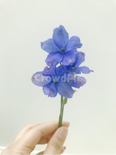 plant,flower,사람,person,인간,geranium,꽃,손,꽃을든손,분위기,감성사진,파란꽃