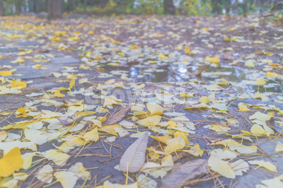 은행,자연,도시,가을,감성,가을,계절,fall,autumn,season,leaf,잎,plant,식물